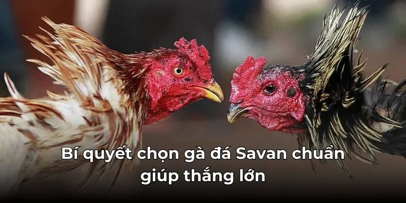 Bí quyết chọn gà đá Savan chuẩn giúp thắng lớn