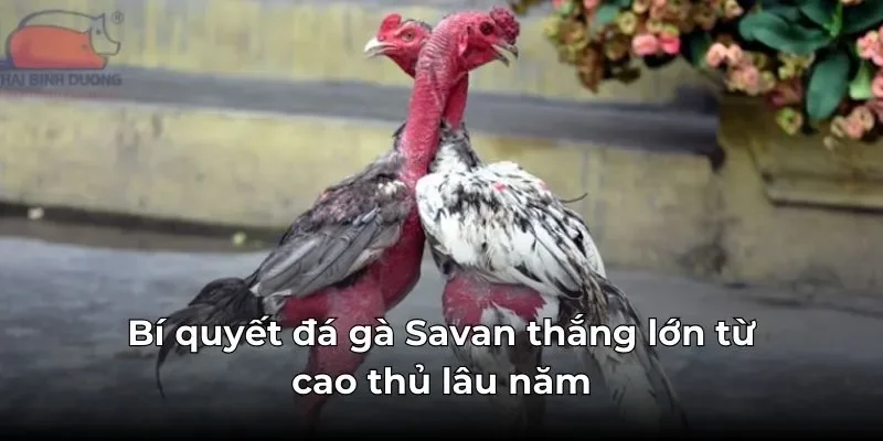 Bí quyết đá gà Savan thắng lớn từ cao thủ lâu năm