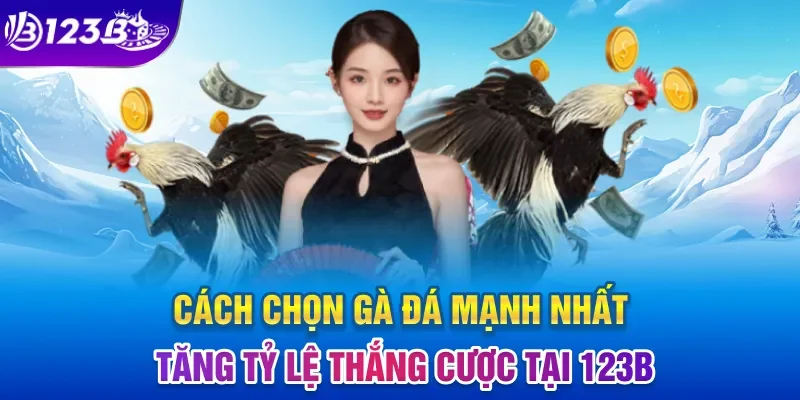 cách chọn gà đá