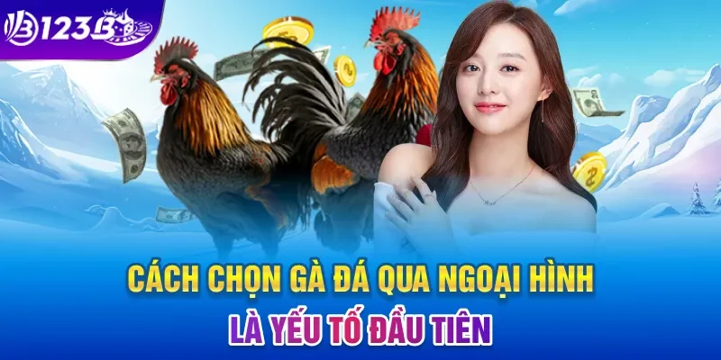 Cách chọn gà đá qua ngoại hình là yếu tố đầu tiên