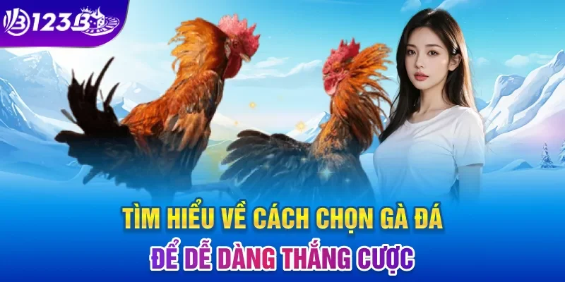 Tìm hiểu về cách chọn gà đá để dễ dàng thắng cược