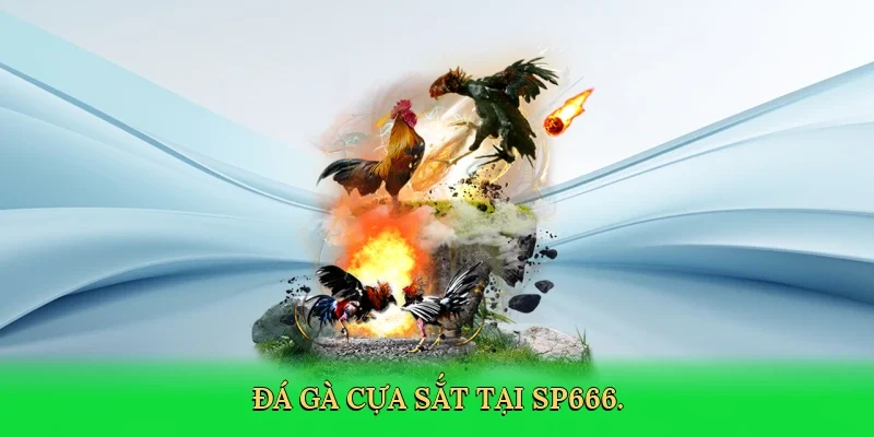 Đá gà cựa sắt tại SP666.
