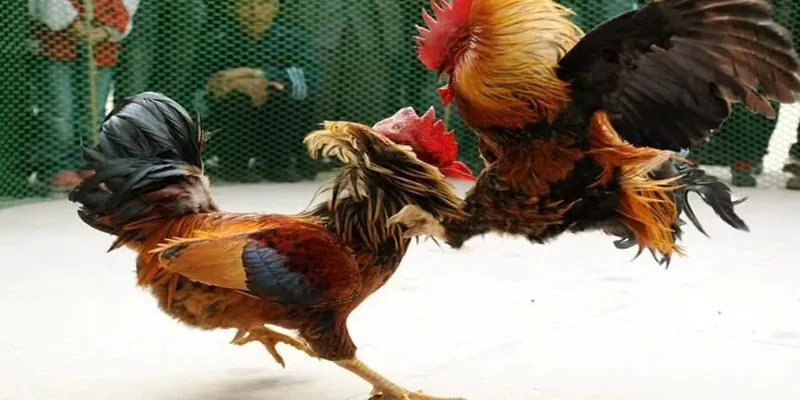 Đá gà miền Tây KUBET là trận đấu đậm đà