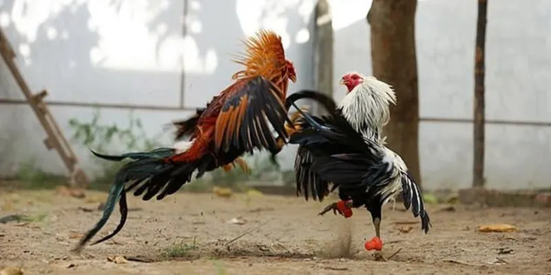 gà đá cựa sắt SUNWIN