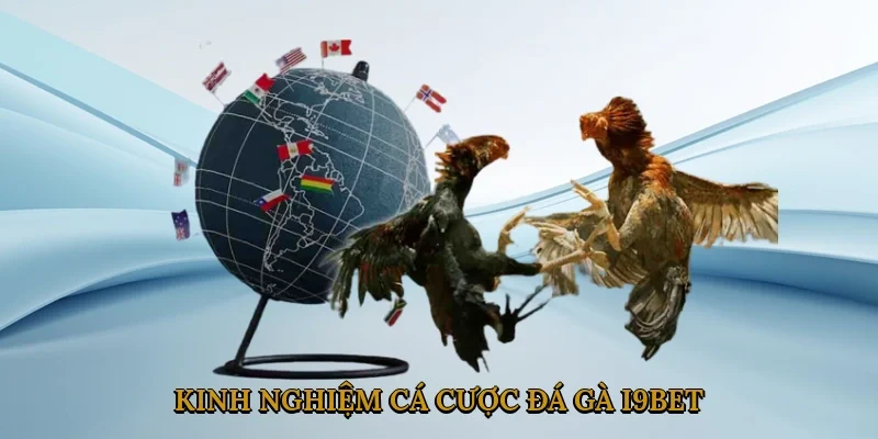 kinh-nghiem-ca-cuoc-da-ga-i9bet-3