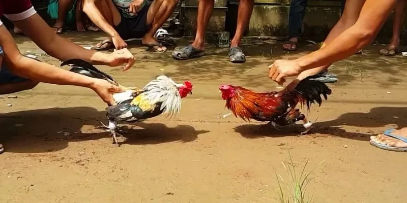 Lý do nên theo dõi đá gà trực tiếp ở thomo qua nền tảng trực tuyến