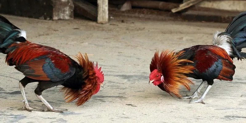 Nạp rút vốn game gà