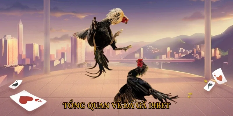 tong-quan-ve-da-ga-i9bet-1